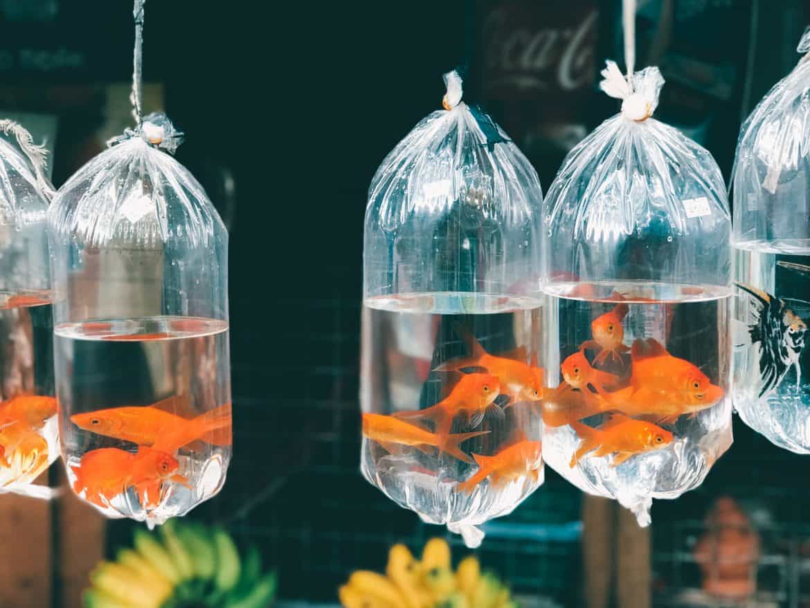 What a giant goldfish taught me about life